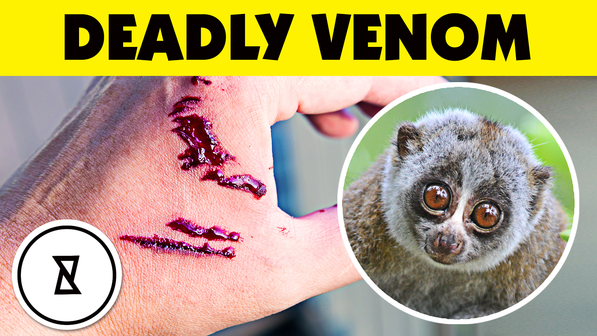 Dangerous Animals That Look Harmless