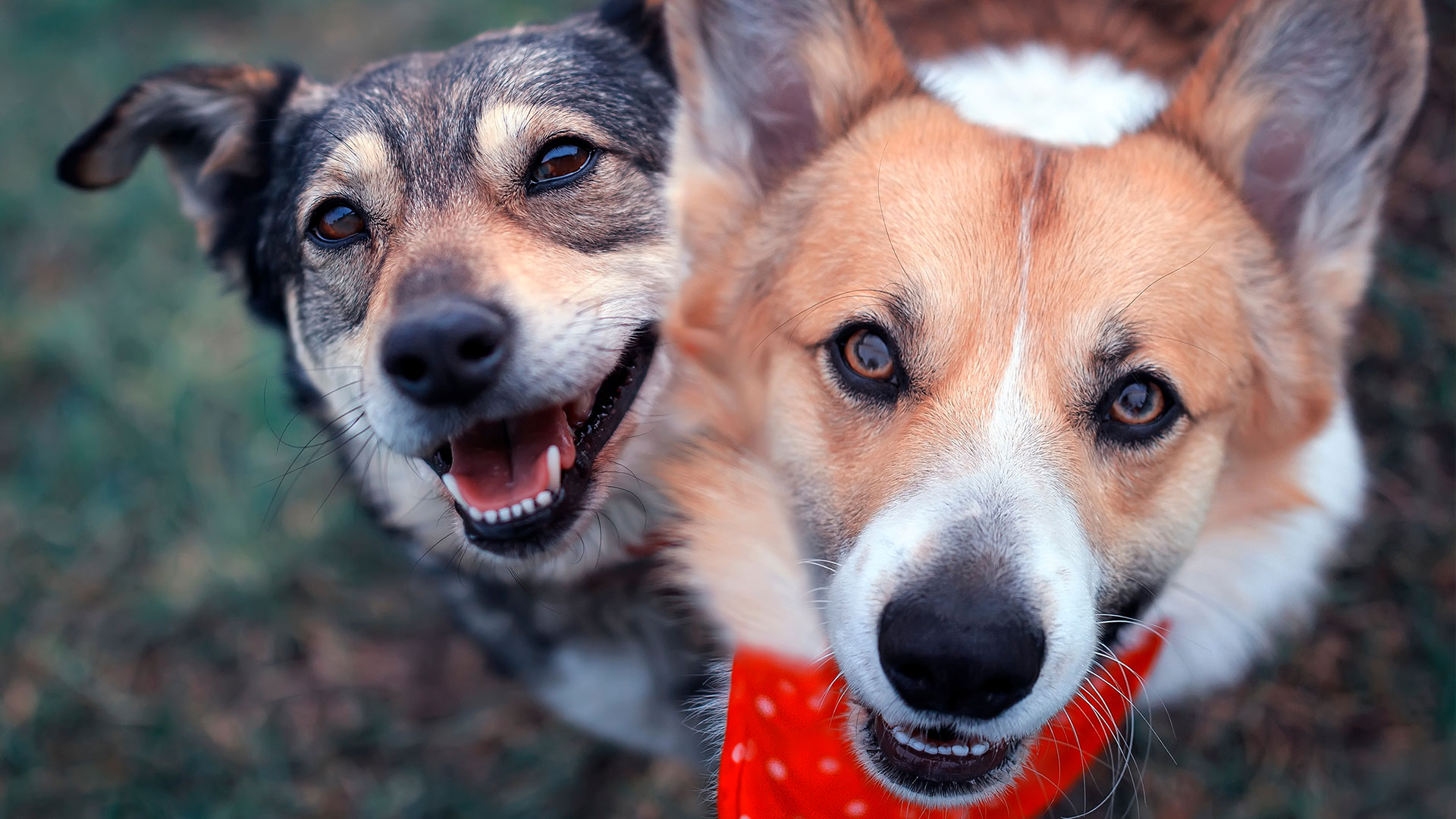 10 Dog Facts That Will Make You Question Your Dog’s Sanity